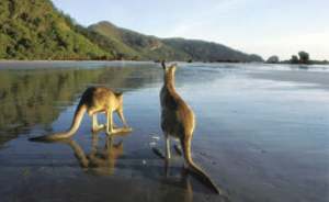 wild kangaroos on the beach